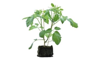 Plant tomate motte 10_A45 Bio