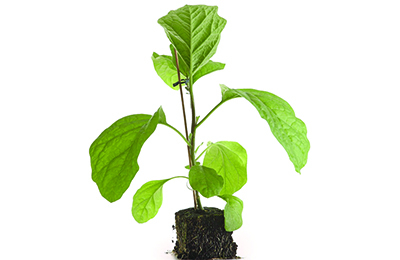 Plant aubergine F7 motte