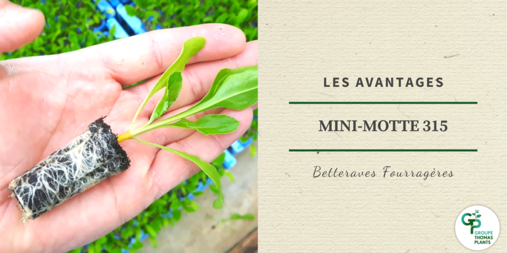 Avantages de la mini-motte