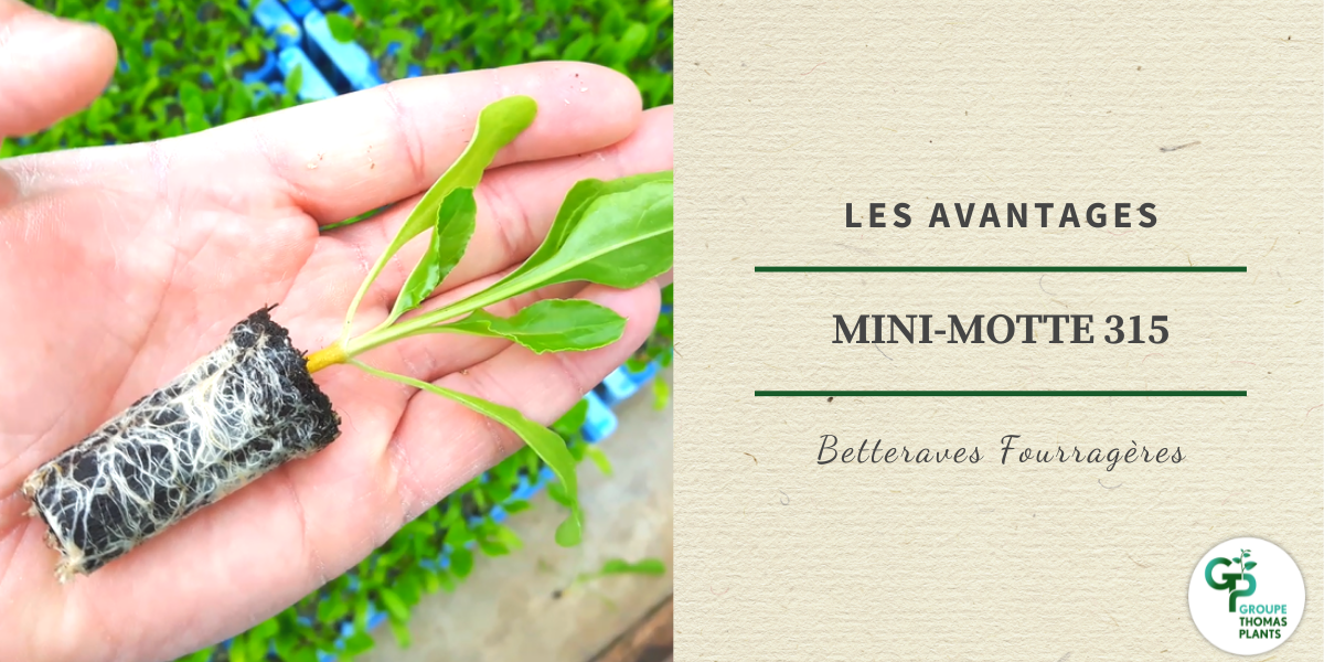 Les avantages de la Betterave Fourragère en mini-motte !