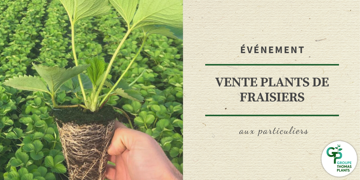 Vente plants de fraisiers aux particuliers
